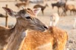 Female Wild Dear Face Stock Photo