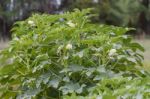 Plantation Of Turkish Shacks In Organic Garden Stock Photo