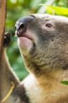 Koala By Itself In A Tree Stock Photo