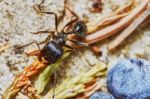 Ant Outside In The Garden Stock Photo