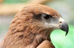 Head Of Black Kite Stock Photo