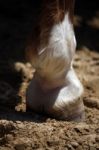 Cow Foot Stock Photo