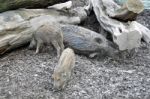 Wild Boar Pig Family Stock Photo