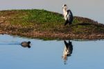 Heron And Coot Stock Photo