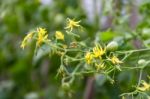 Plantation Of Tomatoes In The Organic Garden Stock Photo