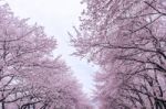 Cherry Blossom With Soft Focus, Sakura Season In Korea,background Stock Photo