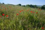 A Field Of Poppies In Kent Stock Photo