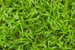 Green Grass Background Stock Photo