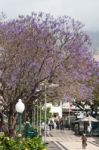 Blue Jacaranda (jacaranda Mimosifolia) Flowering In Funchal Stock Photo