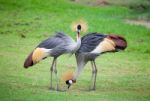 Two Crowned Crane Stock Photo