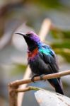 Splendid Sunbird (cinnyris Coccinigastrus) Stock Photo