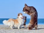 Chihuahua Dances In Front Of Two Of His Buddies Stock Photo