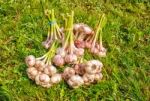 Some Bundles Of Garlic Lying On The Grass Stock Photo