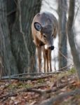 Beautiful Close-up Of A Young Deer In The Forest Stock Photo