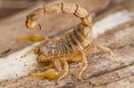 Buthus Scorpion Stock Photo