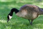 Postcard With A Canada Goose Eating Grass Stock Photo