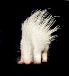 Albino Porcupine Isolated Stock Photo