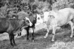 Country Cows Stock Photo