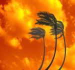 Palms In The Storm At Sunset Stock Photo