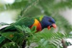 Yawning Parrot Stock Photo