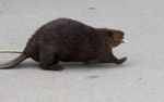 Isolated Close Image With A Funny Canadian Beaver Stock Photo