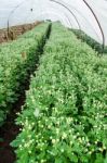 Inside Greenhouse Of Chrysanthemum Flowers Farms Stock Photo