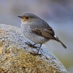 Female Plumbeous Redstart Stock Photo