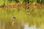 Black Necked Stilt In The Galapagos Stock Photo