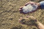 Hand Holding Rice Grain Stock Photo