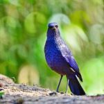 Blue Whistling-thrush Stock Photo