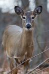 Nice Image With A Wild Deer Stock Photo