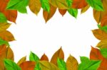 Frame From Green Leaves On White Background For Isolated, Frame By Green Leaf, Orange Leaf And Yellow Leaf Stock Photo