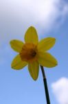 Daffodil Stock Photo