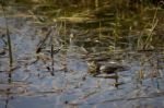 Marsh Frog At Rainham Marshes Stock Photo