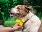 Dog With Yellow Flower Stock Photo