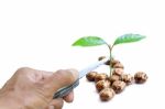 Hand Cutting Seedling With Knife Stock Photo