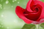 Red Rose Stock Photo