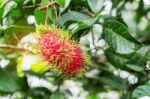 Rambutan With Leafy Background Stock Photo