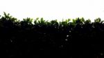 Silhouette Hedge With Rim Light Stock Photo