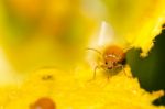 Orange Beetle On Yellow Leaf Stock Photo