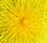 Dandelion Stock Photo