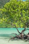 Mangrove Plants Stock Photo