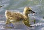 Beautiful Background With A Chick Of The Canada Geese Eating Stock Photo