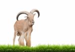 Barbary Sheep Stock Photo