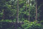 A Brick Wall Enclosing A Forest Stock Photo