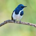 Male Ultramarine Flycatcher Stock Photo