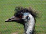 Emu Stock Photo