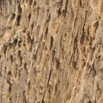 Wood Background Stock Photo