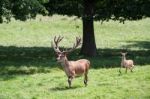 Red Deer (cervus Elaphus) Stock Photo