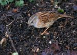 Dunnock Stock Photo